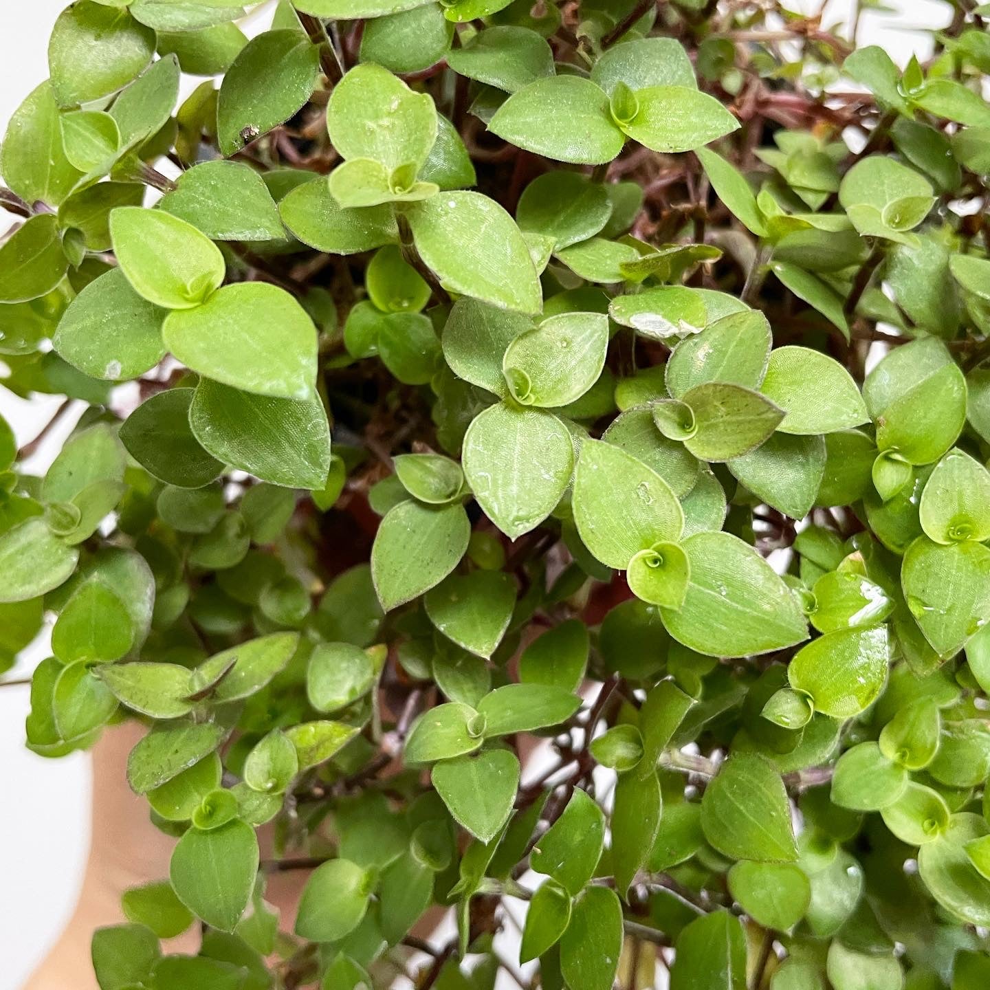 Callisia repens - Creeping Inchplant, Bolivian Jew, Turtle Vine