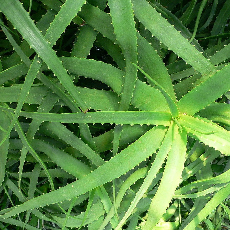 Aloe nyeriensis