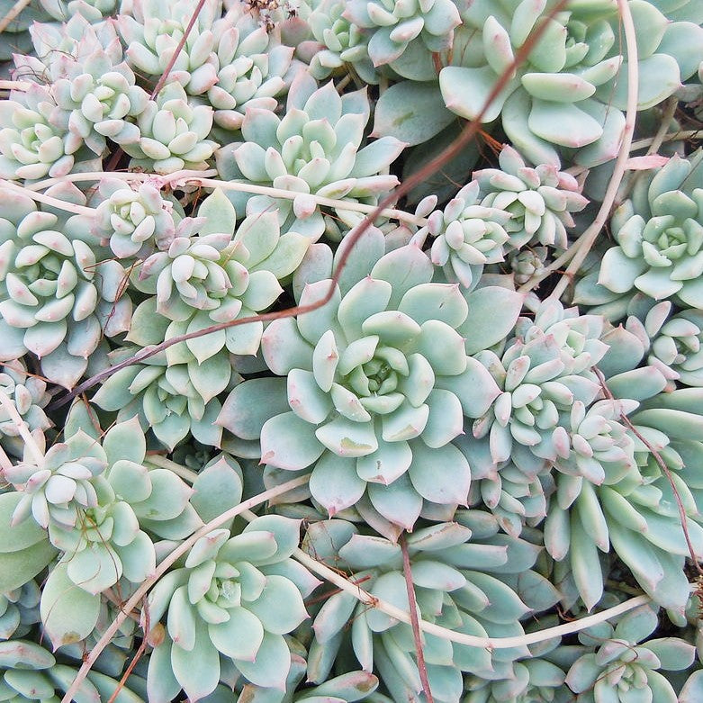 Echeveria prolifica