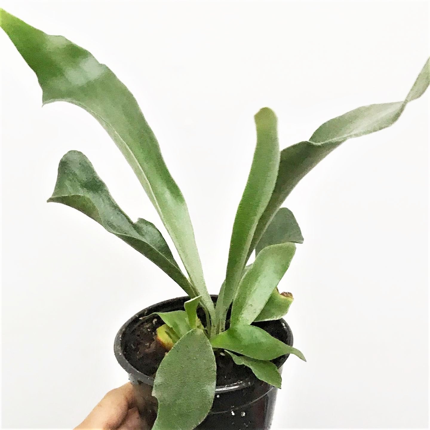Platycerium bifurcatum - Staghorn Fern, Elkhorn Fern