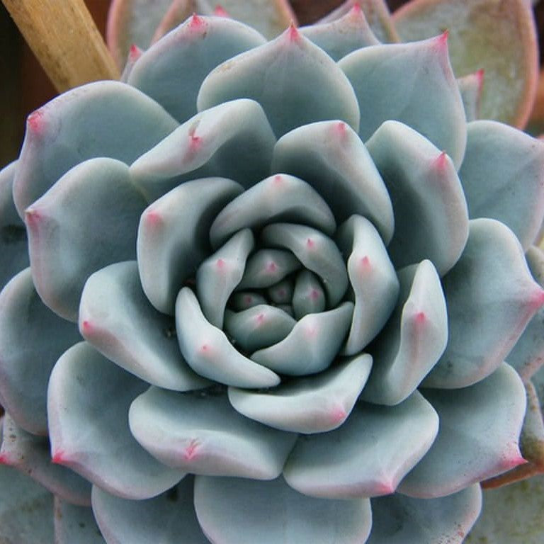 Echeveria 'Blue Bird'
