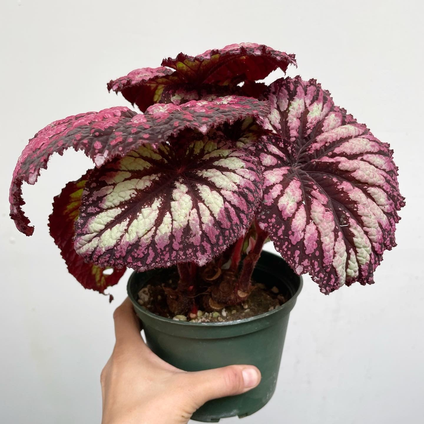 Rex Hybrid Begonia 'Fireworks'