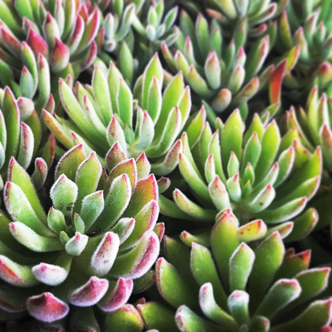 Echeveria 'Arrow Setosa'