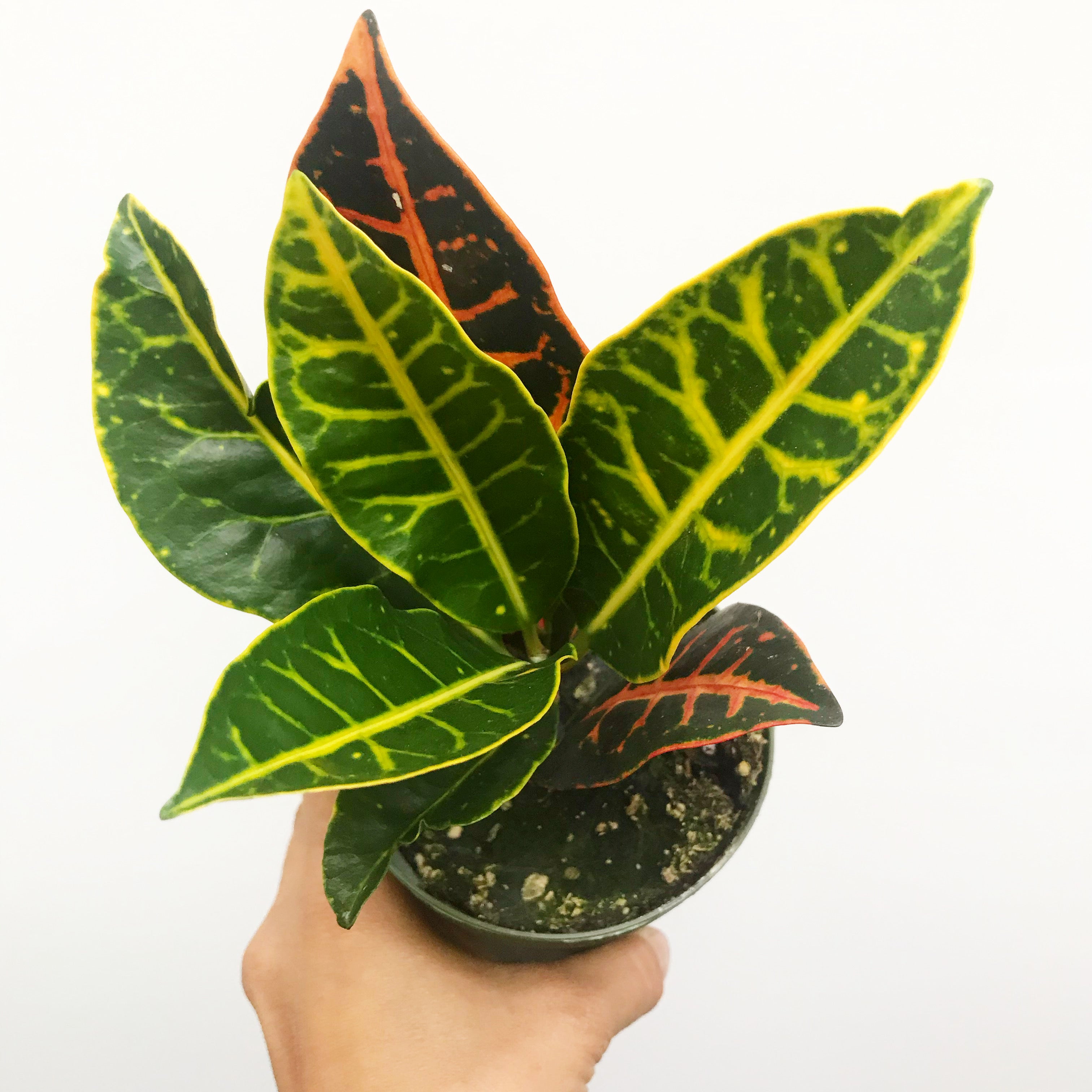 Codiaeum variegatum 'Petra' - Croton