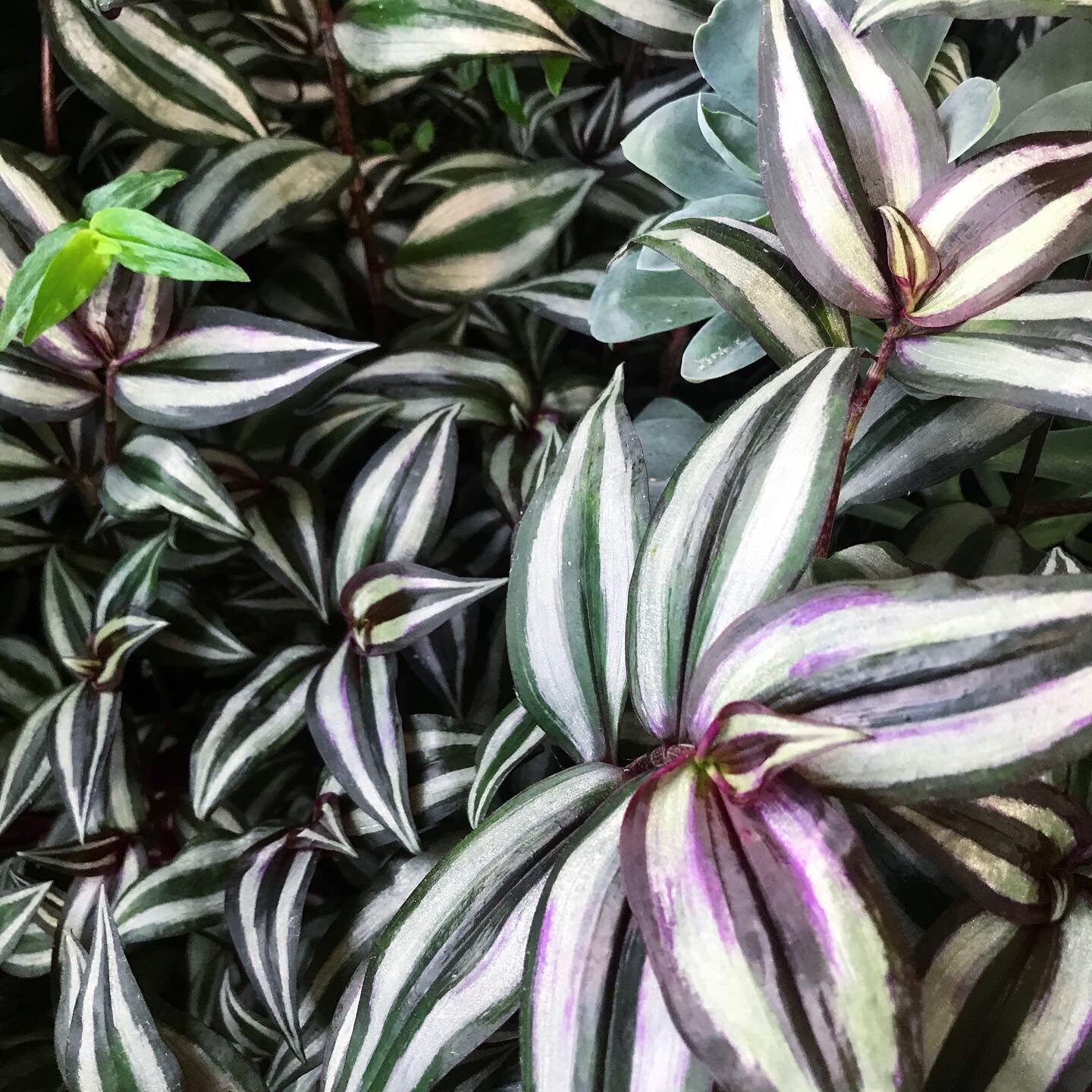 Tradescantia zebrina 'Silver Plus' - Wandering Jew, Spiderwort