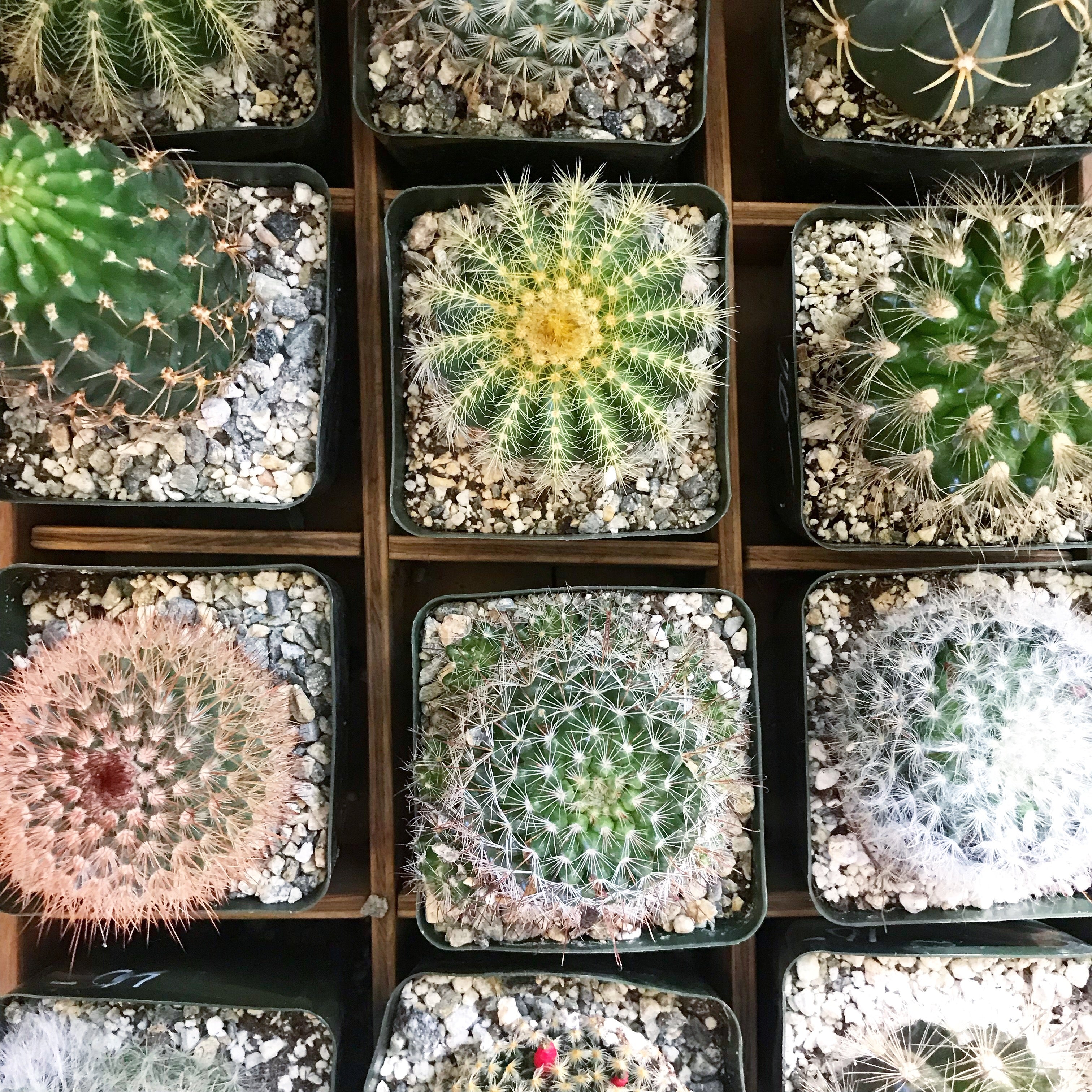 Cacti 4" - Assorted