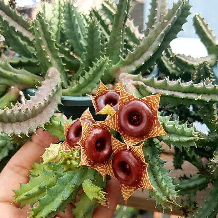 Stapelia huernia zebrina - Little Owl Eyes