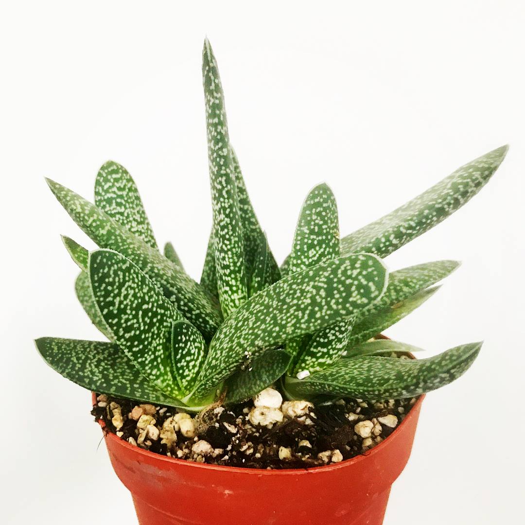 Gasteria 'pillansii' - Spotted Gasteria