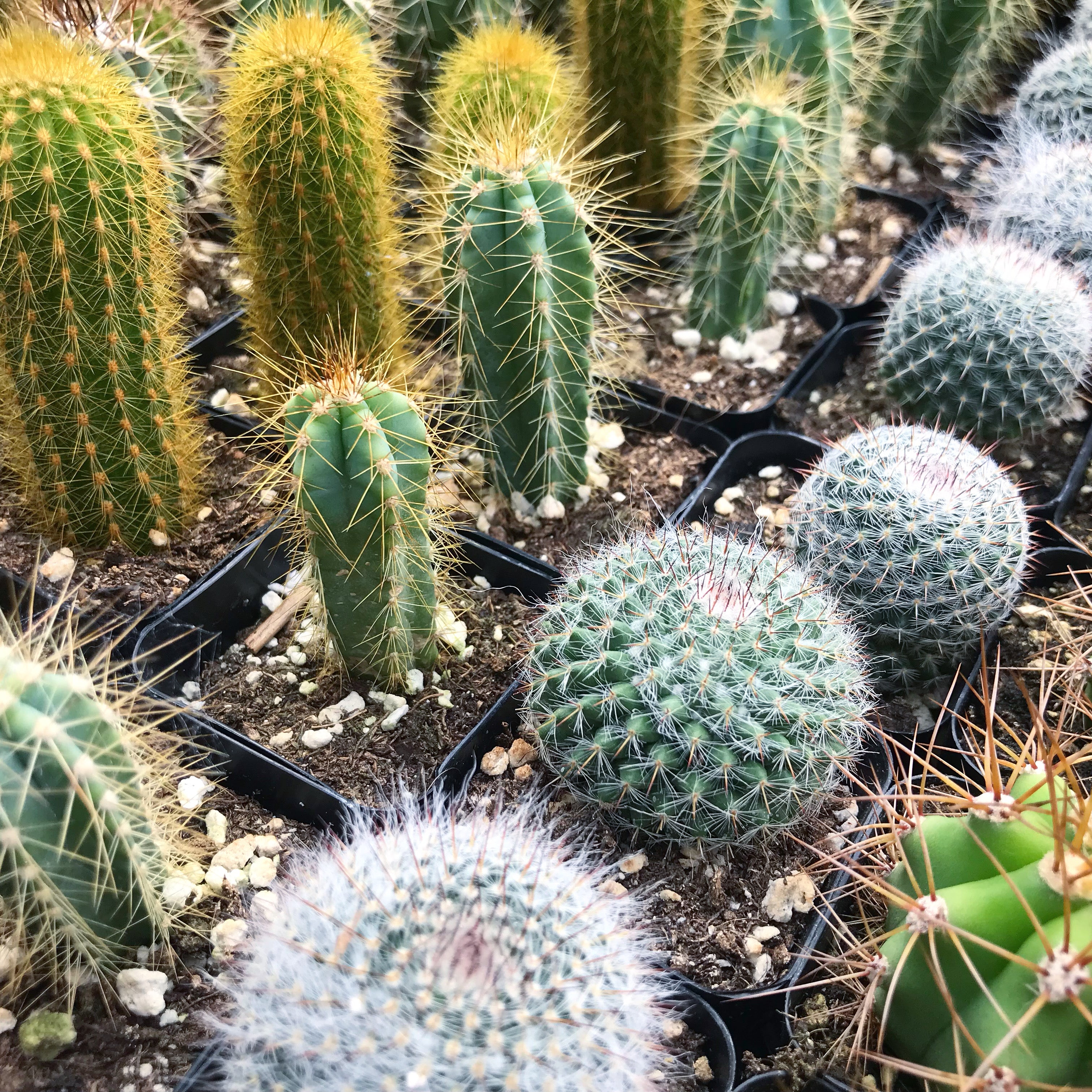 Cacti 2" - Assorted