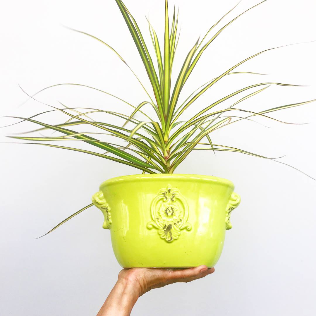 Dracaena marginata 'Sun Ray' - Dragon Tree