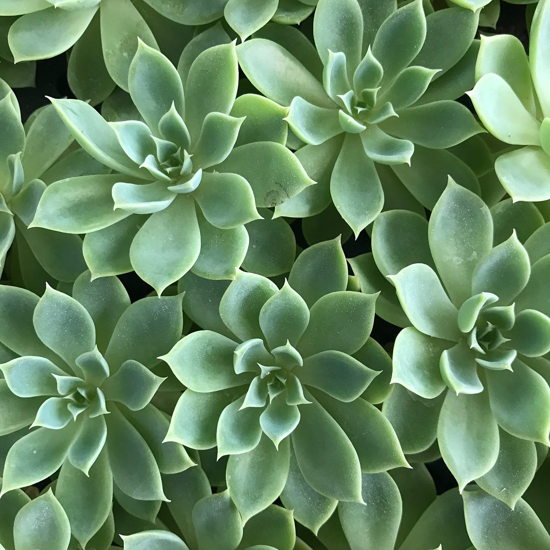 Echeveria 'Blue Atoll'