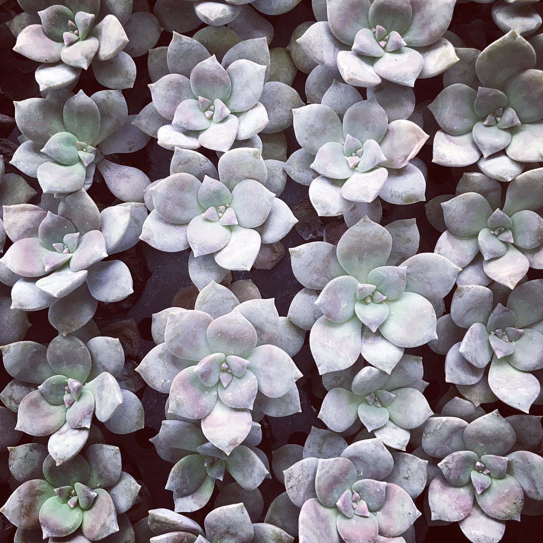 Graptopetalum pentandrum