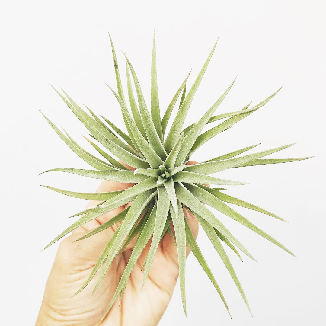 Tillandsia espinosae - Airplant