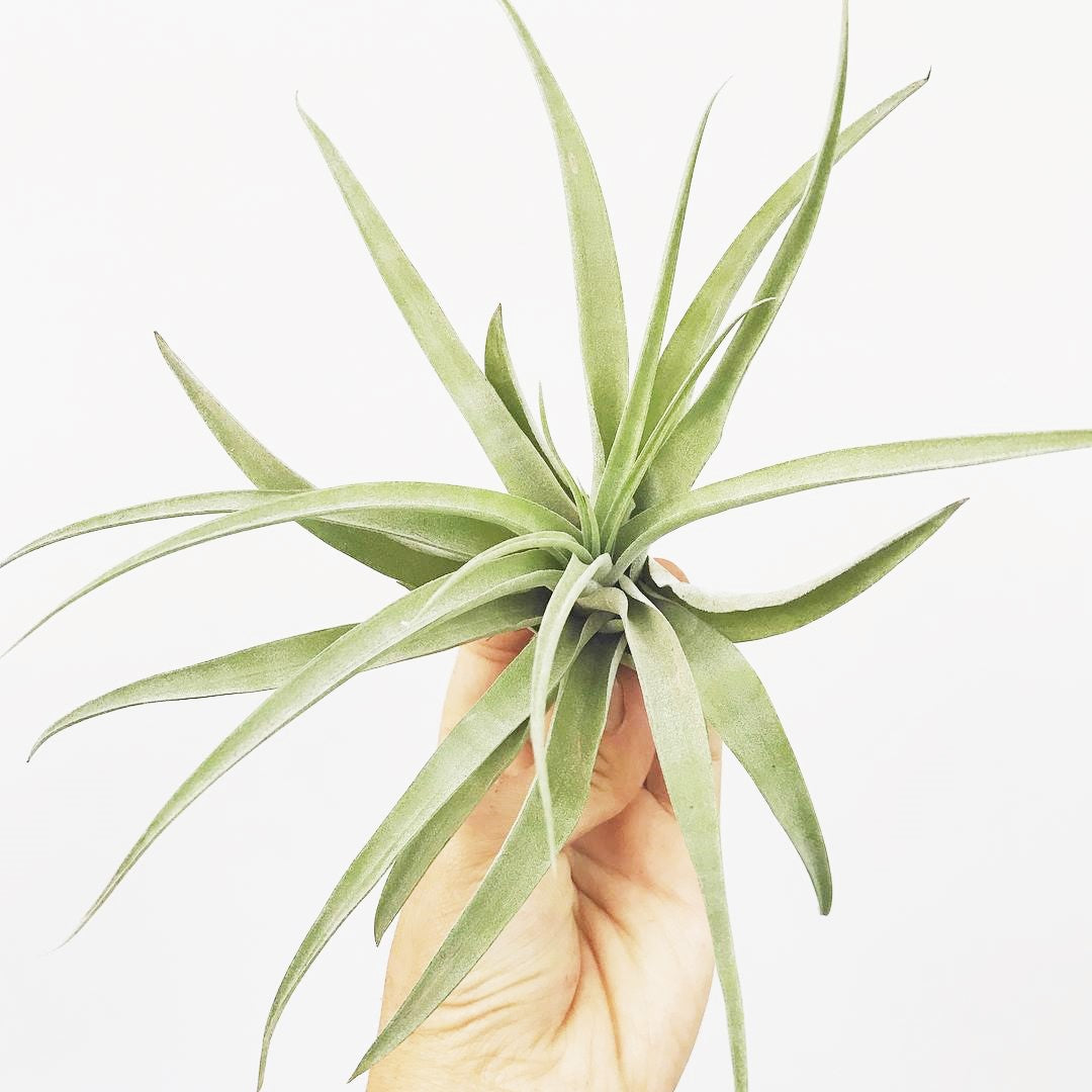 Tillandsia capitata 'Peach' - Airplant