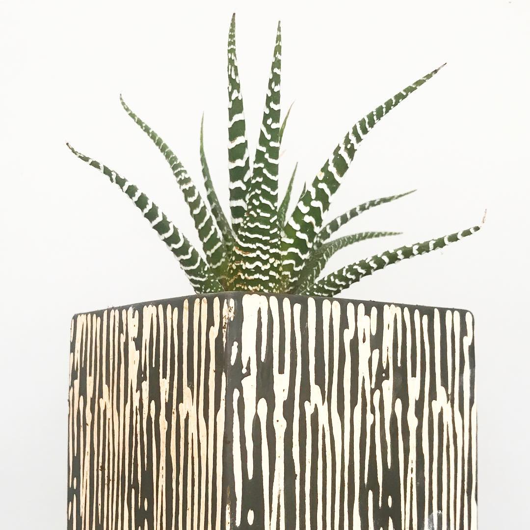 Haworthia attenuata - Zebra Plant 'Super Big Band'