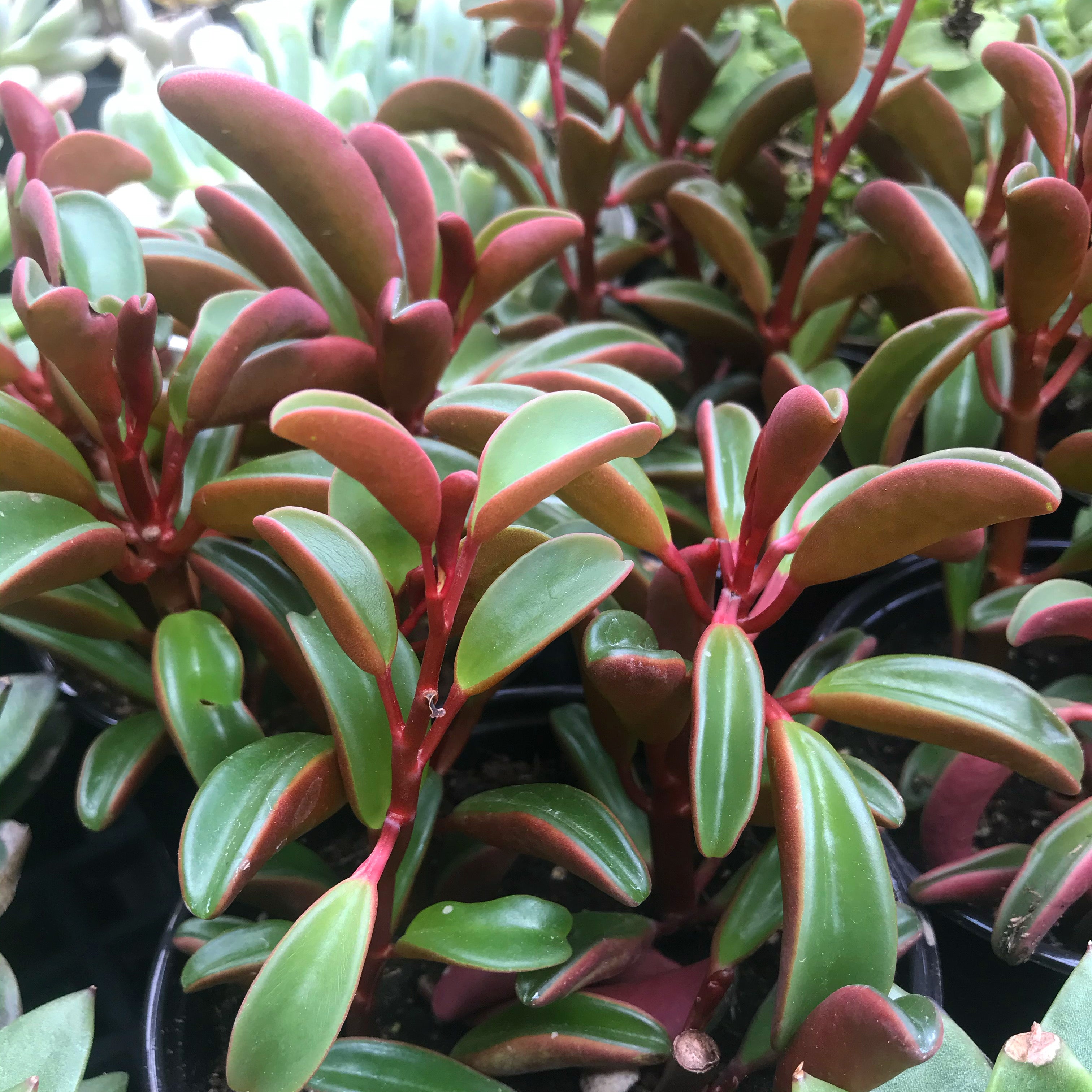 Peperomia graveolens 'Ruby Glow' - Radiator Plant