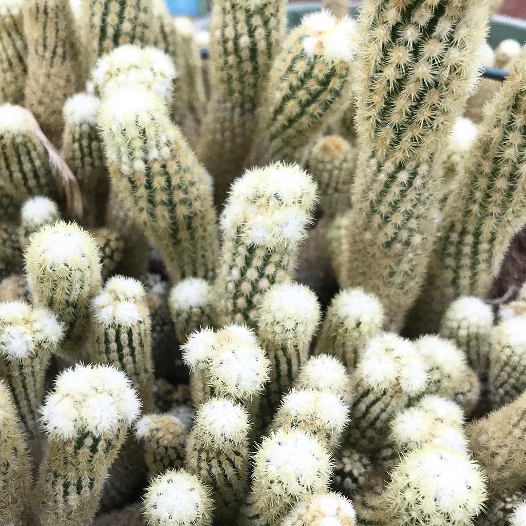 Mammillaria elongata - Ladyfinger Cactus