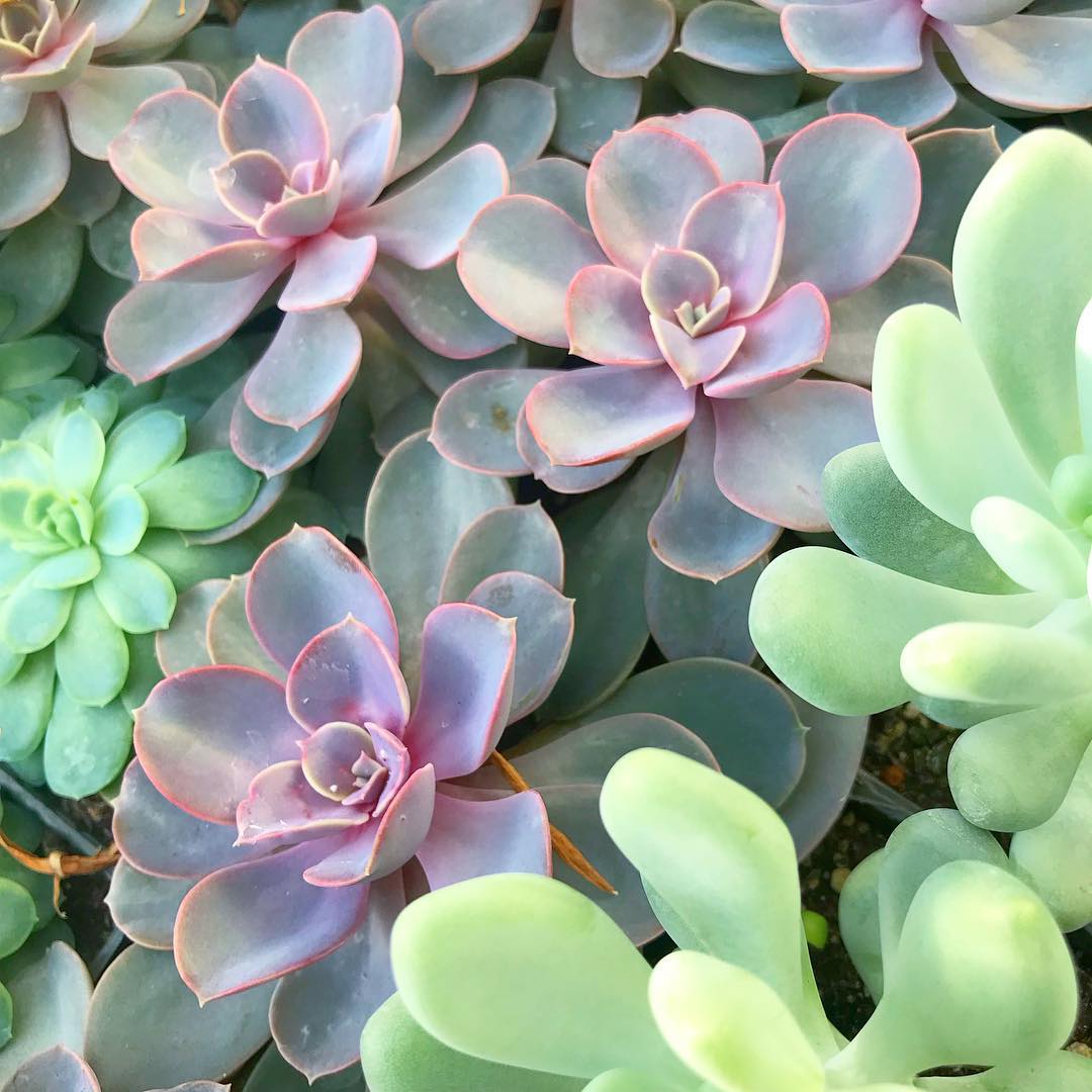 Echeveria 'Pearl von Nurnberg'