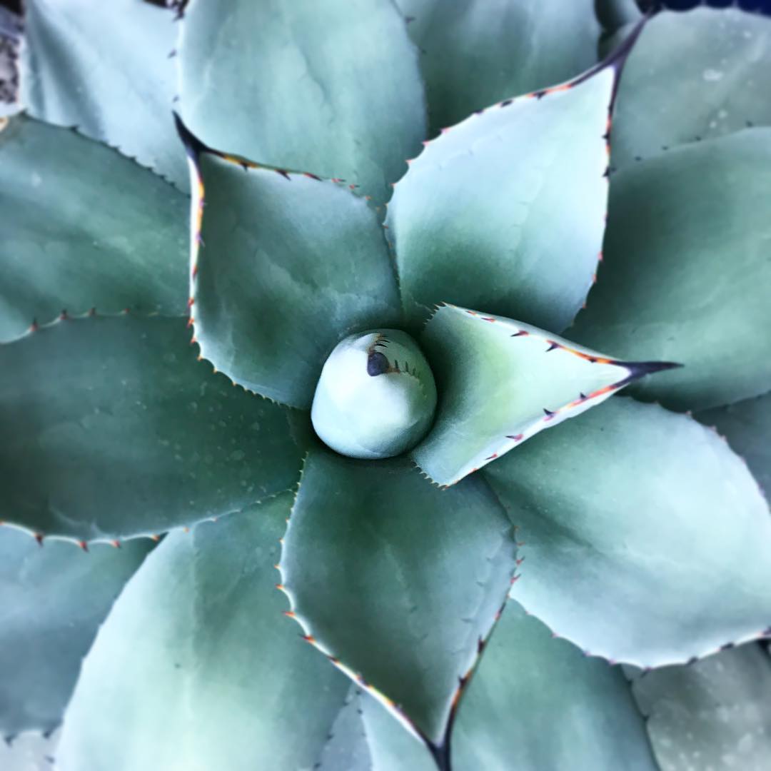 Agave potatorum v. verschaffeltii