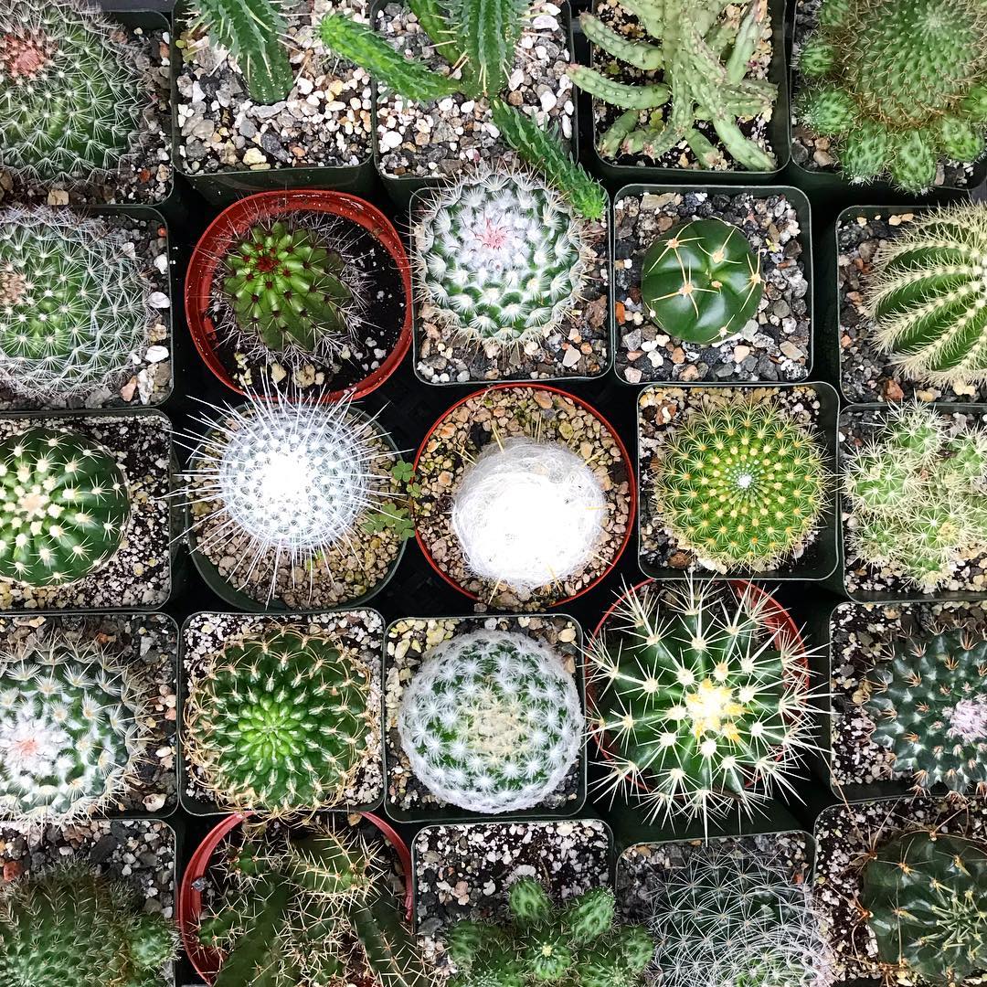 Cacti 4" - Assorted