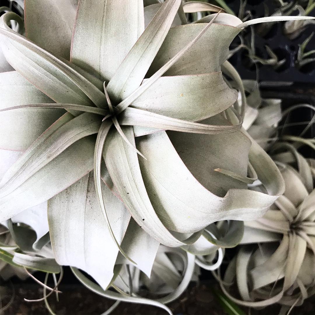 Tillandsia Xerographica - Airplant