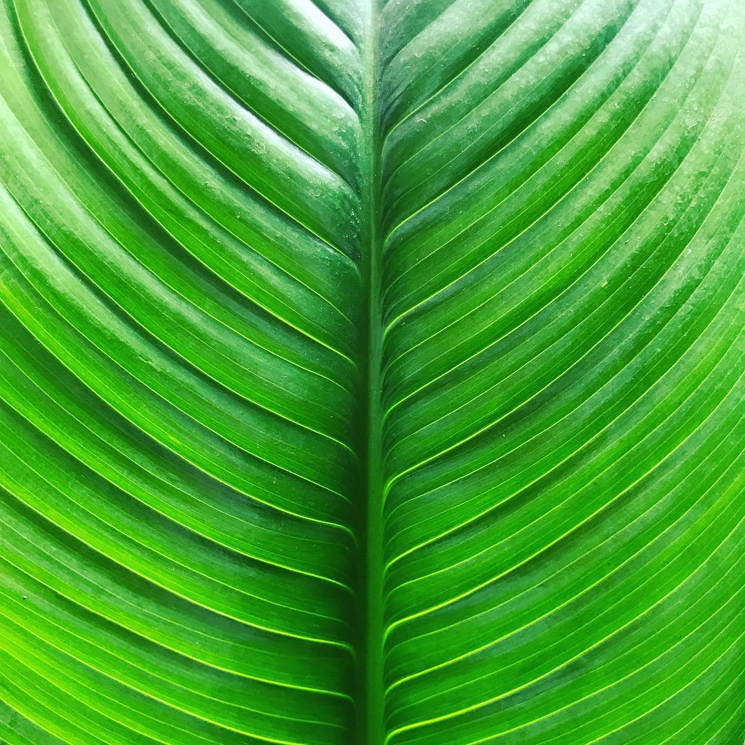 Spathiphyllum wallisii 'Sensation' - Peace Lily