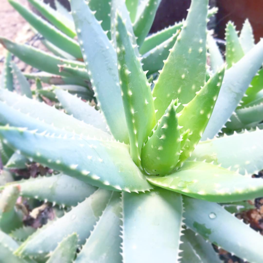 Aloe brevifolia - Short-Leaved Aloe