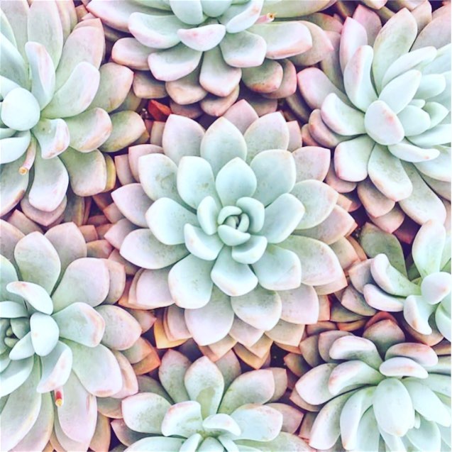 Graptoveria 'Opalina'