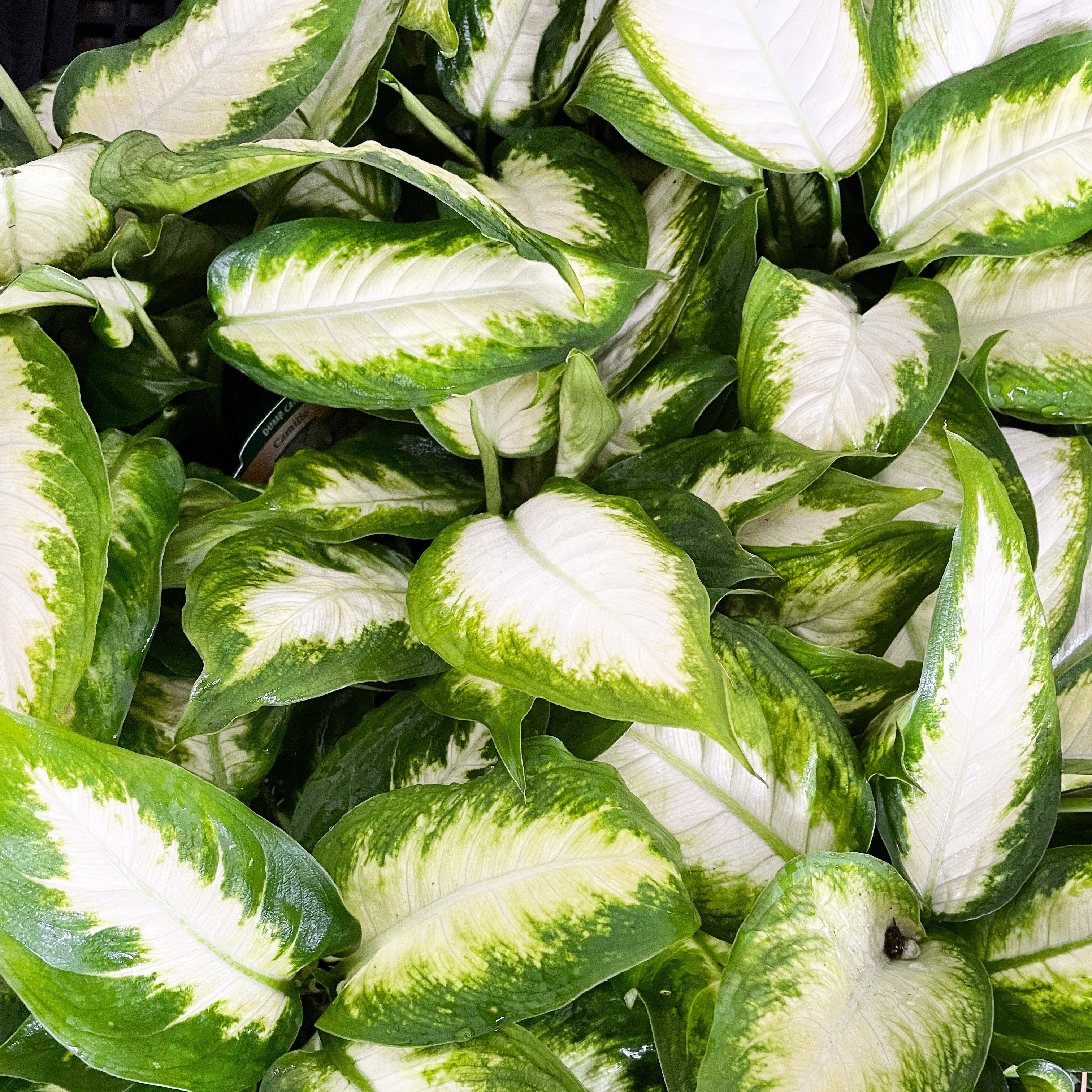 Dieffenbachia seguine 'Tropic Snow' - Dumb Cane