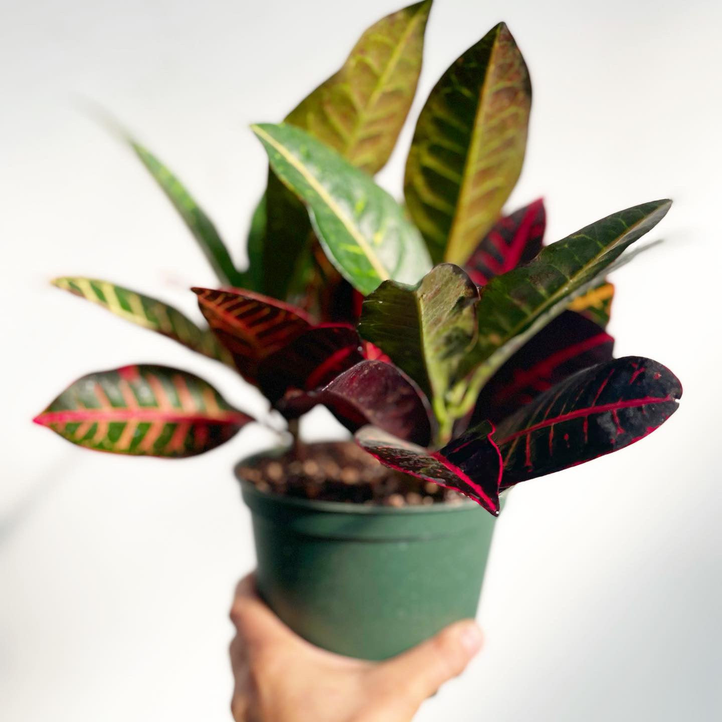 Codiaeum variegatum 'Petra' - Croton