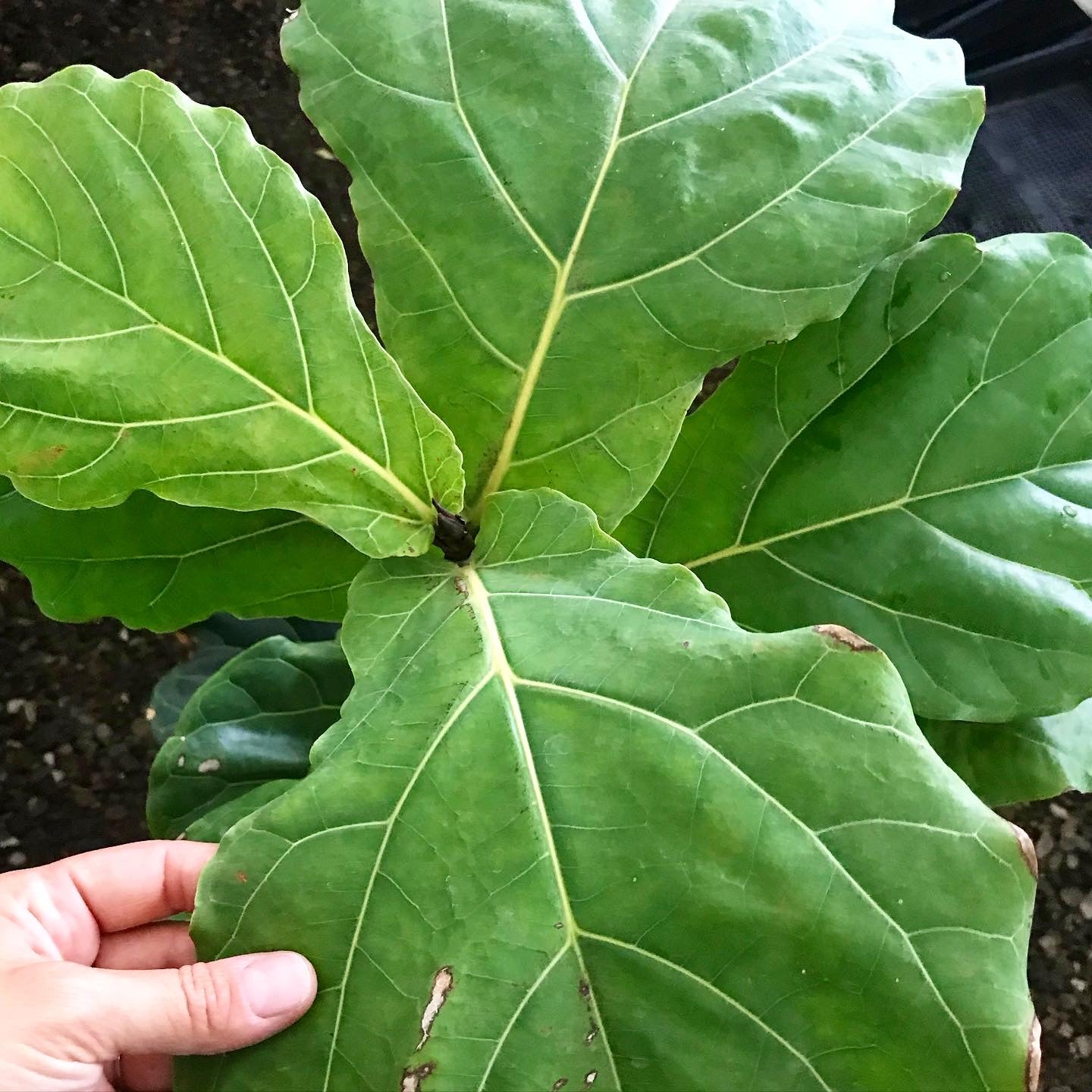 Ficus lyrata - Fiddle Leaf Fig
