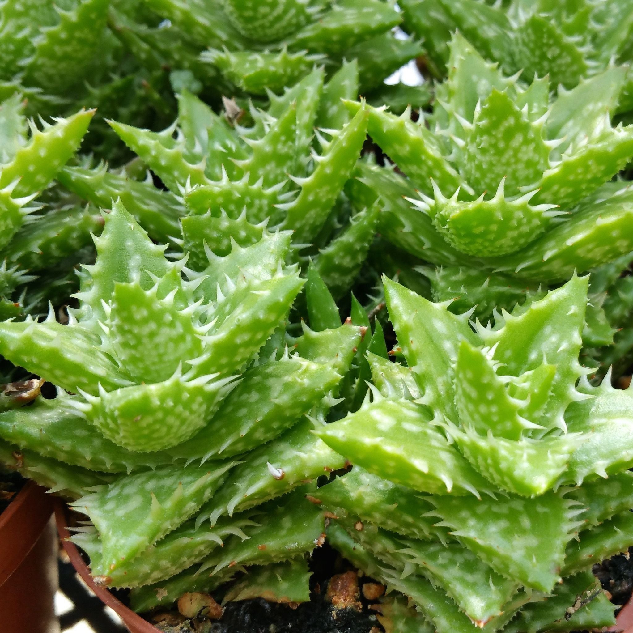 Aloe squarrosa