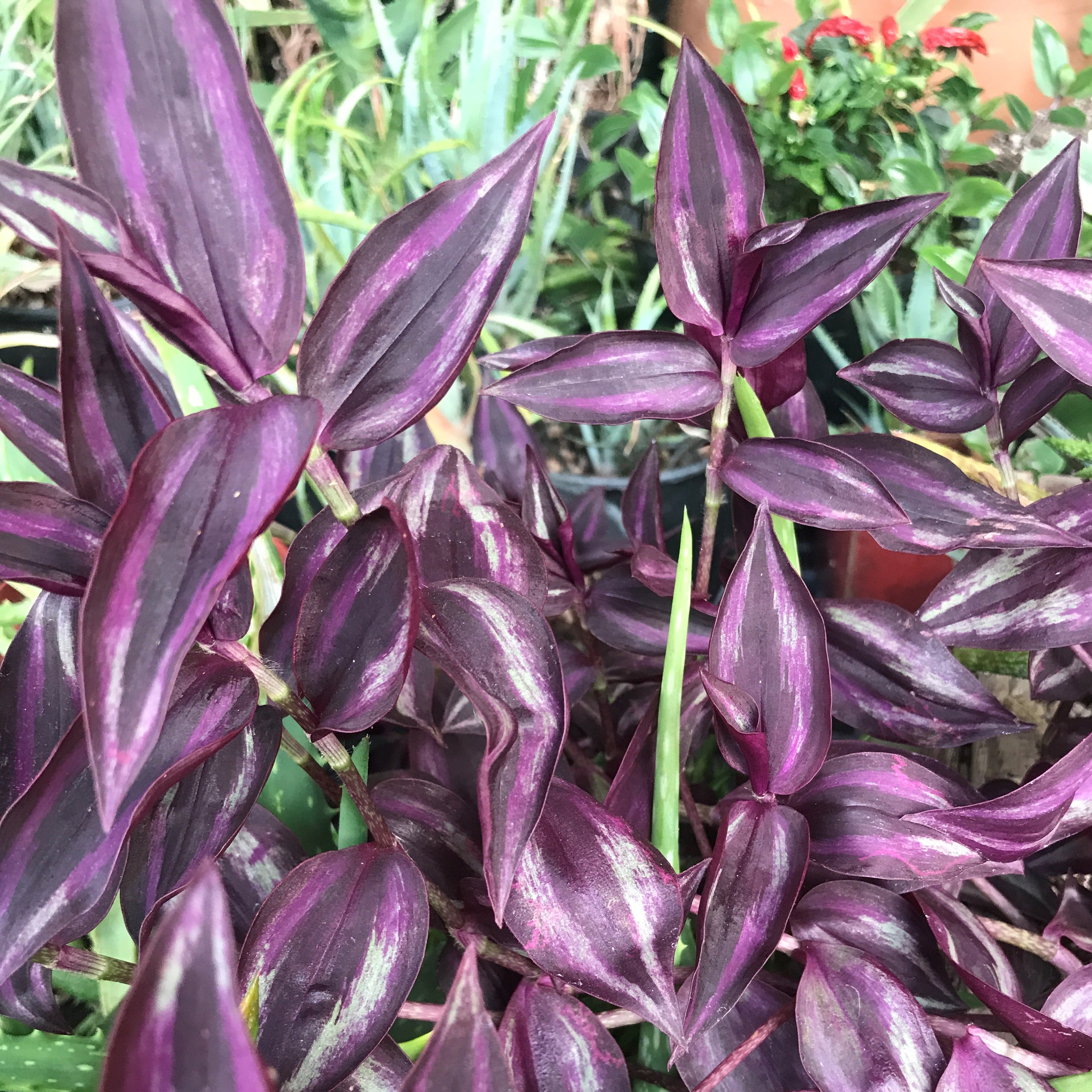 Tradescantia zebrina 'Burgundy' - Wandering Jew, Spiderwort