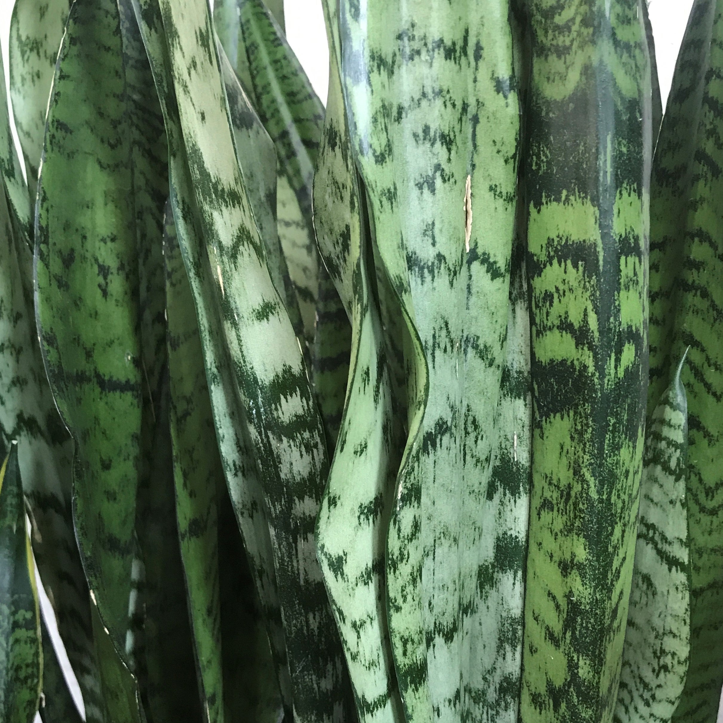 Sansevieria trifasciata - Snake Plant, Mother-in-Law's Tongue
