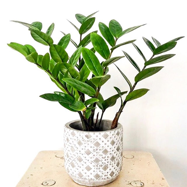 Zamioculcas zamiifolia - ZZ Plant, Zanzibar Gem