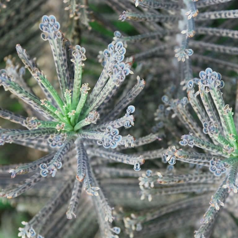 Kalanchoe delagoensis - Chandelier Plant, Mother of Millions