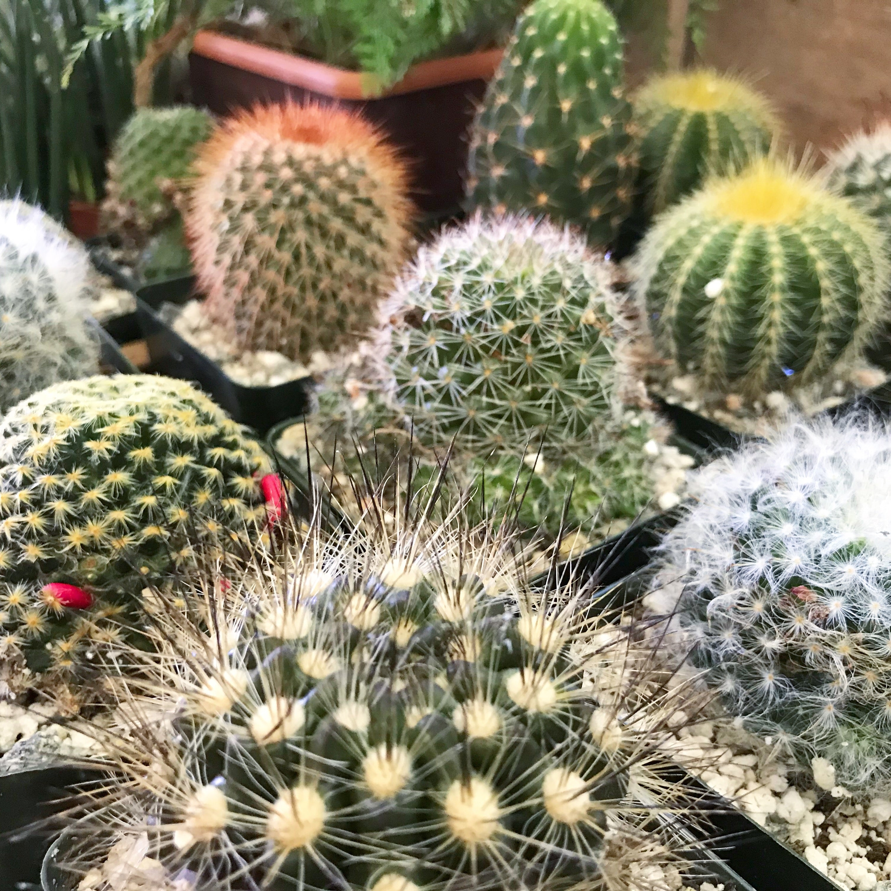 Cacti 4" - Assorted