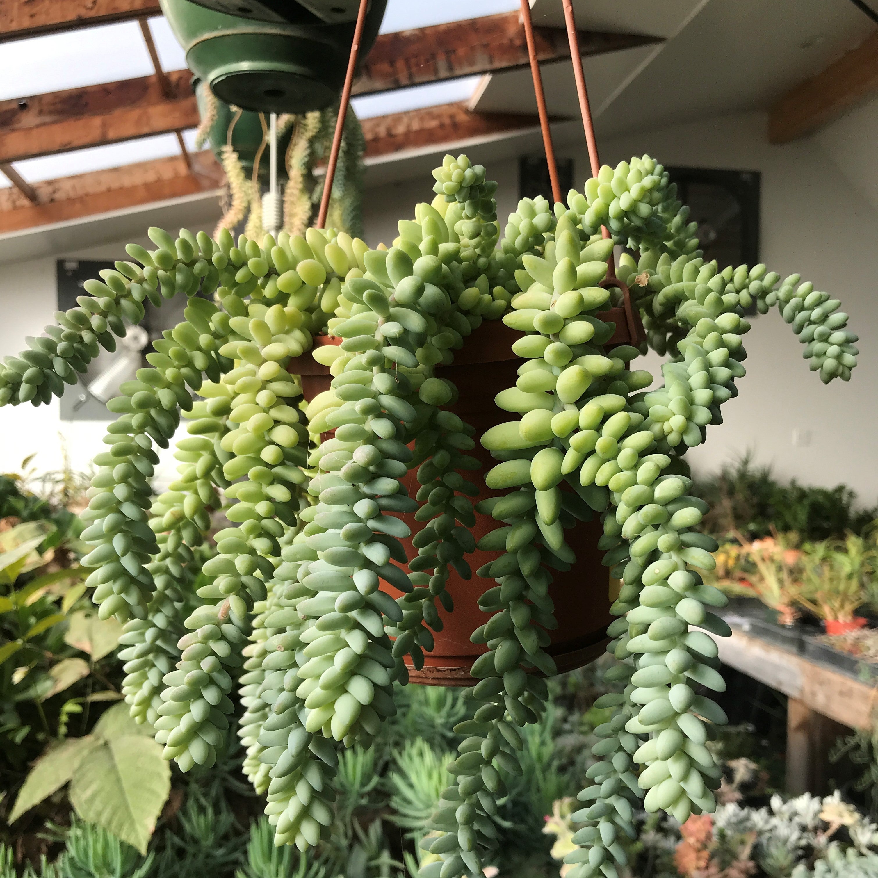 Sedum morganianum - Sedum 'Burrito'