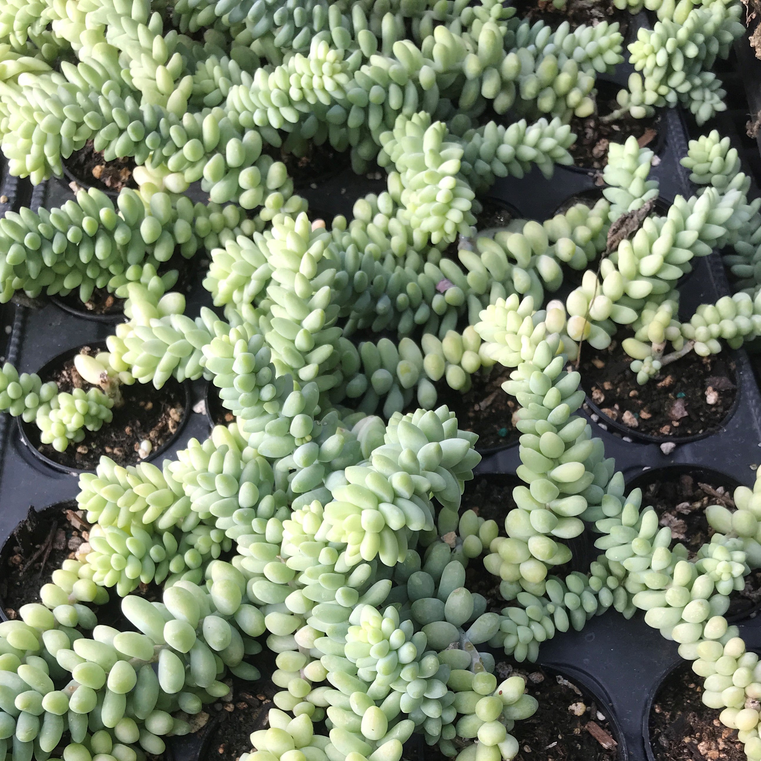 Sedum morganianum - Sedum 'Burrito'