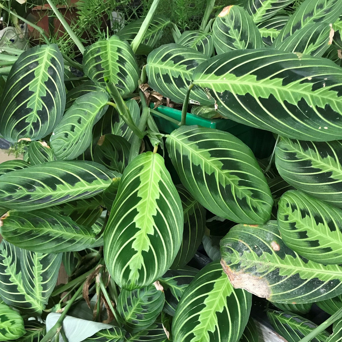 Maranta leuconeura 'Lemon Lime' - Prayer Plant