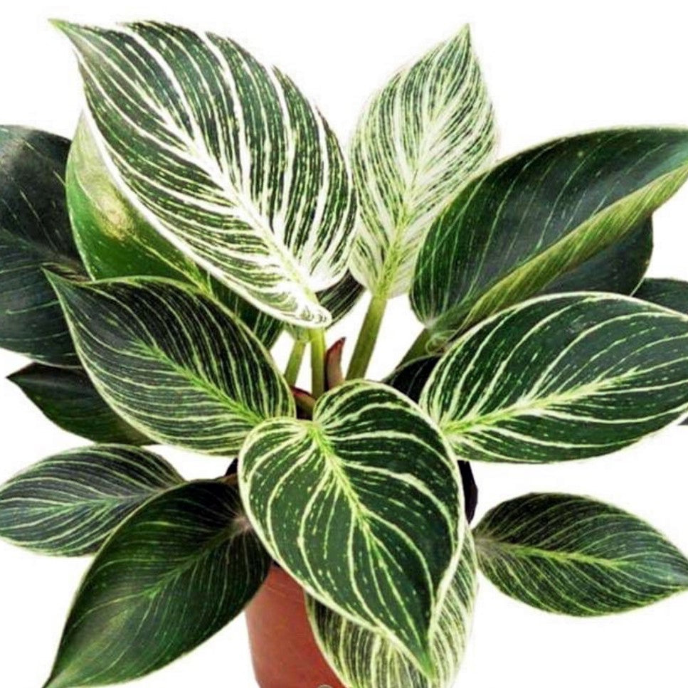 Philodendron 'Birkin'