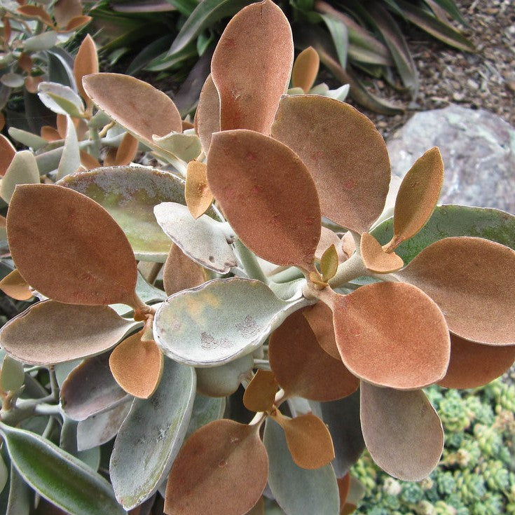 Kalanchoe orgyalis - Copperspoon Plant