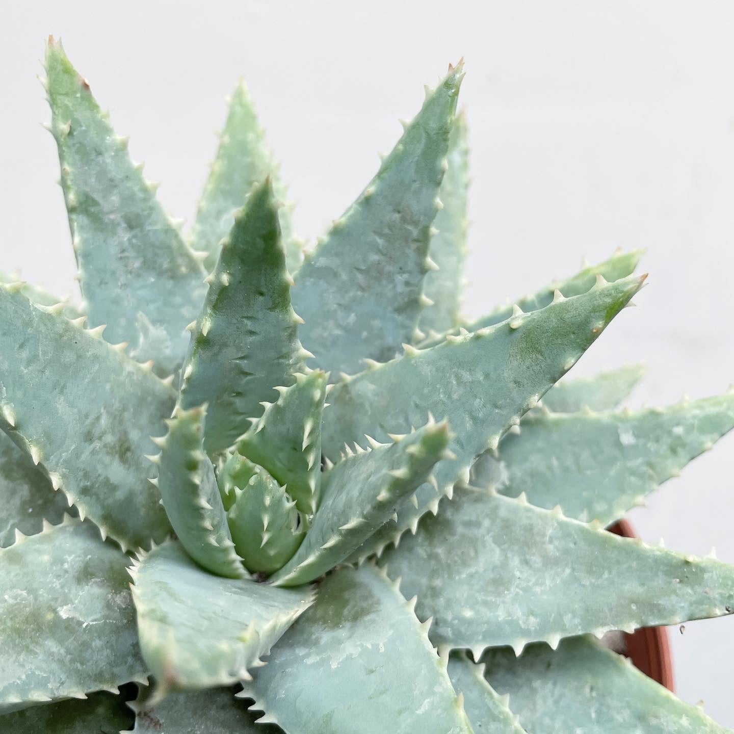 Aloe brevifolia - Short-Leaved Aloe