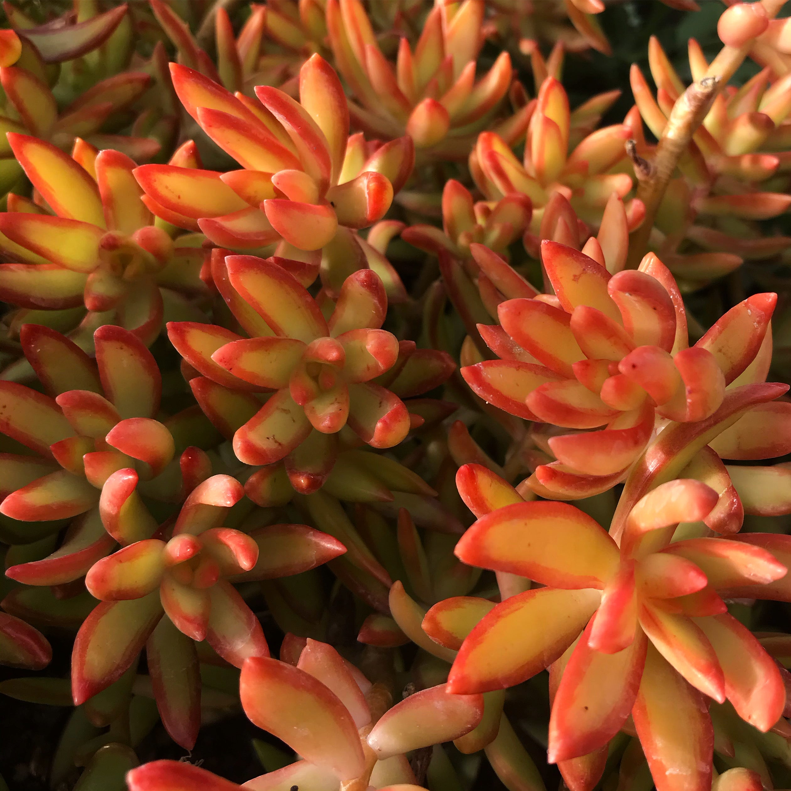 Sedum nussbaumerianum - Coppertone Stonecrop