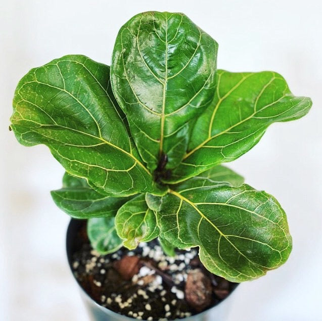 Ficus lyrata - Fiddle Leaf Fig