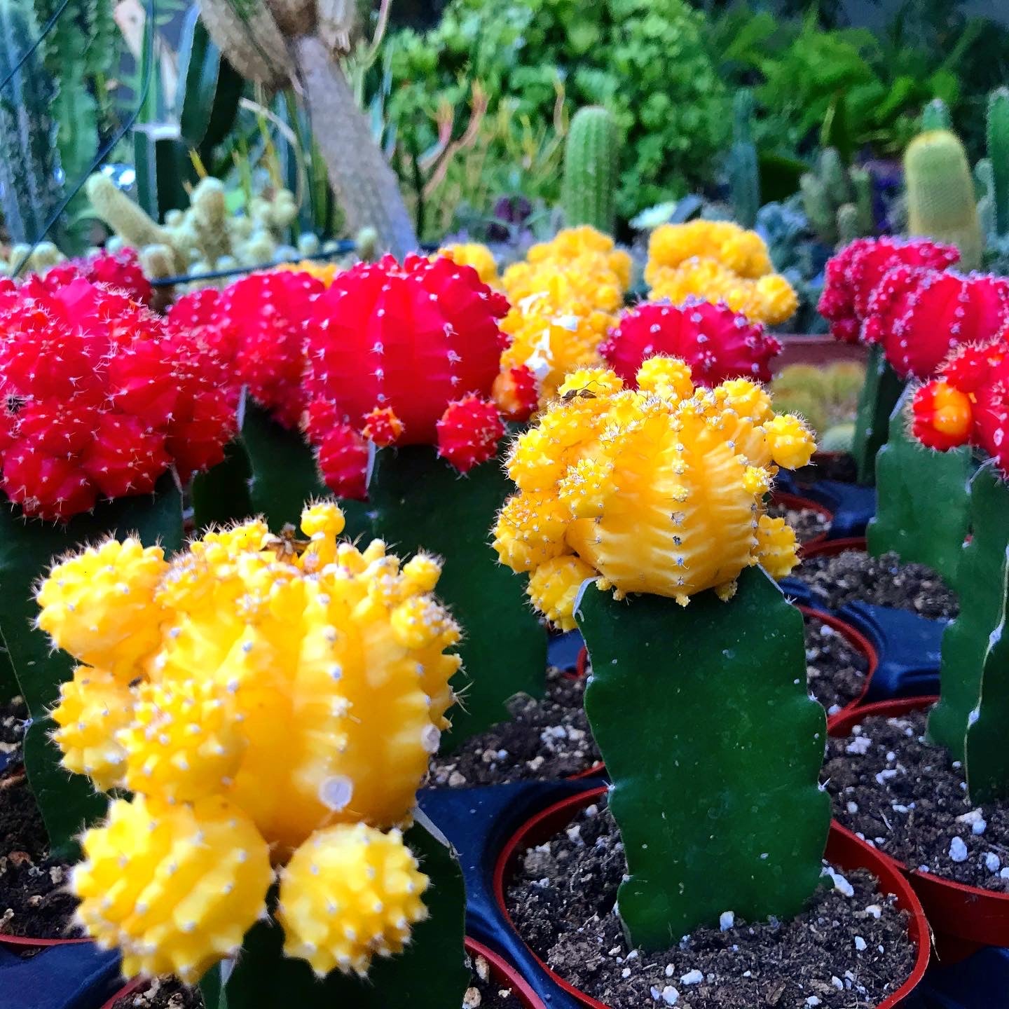 Gymnocalycium mihanovichii - Moon Cactus, Grafted Cactus