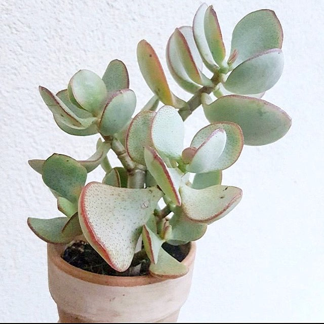 Crassula arborescens - Silver Dollar Jade