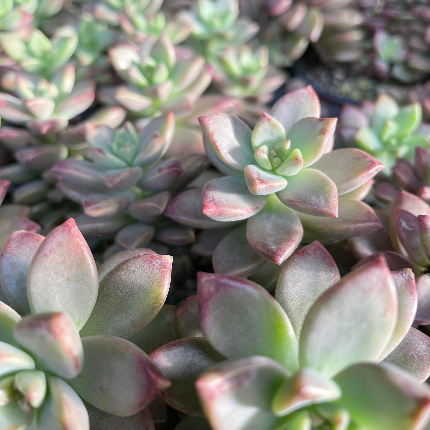Graptosedum 'Vera Higgins'