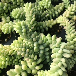 Sedum morganianum - Sedum 'Burrito'