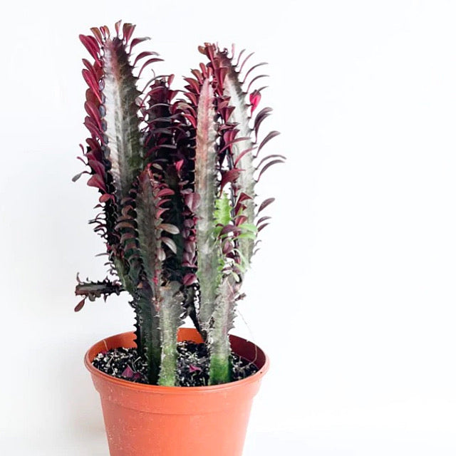 Euphorbia trigona 'Rubra' - African Milk Tree, Royal Red